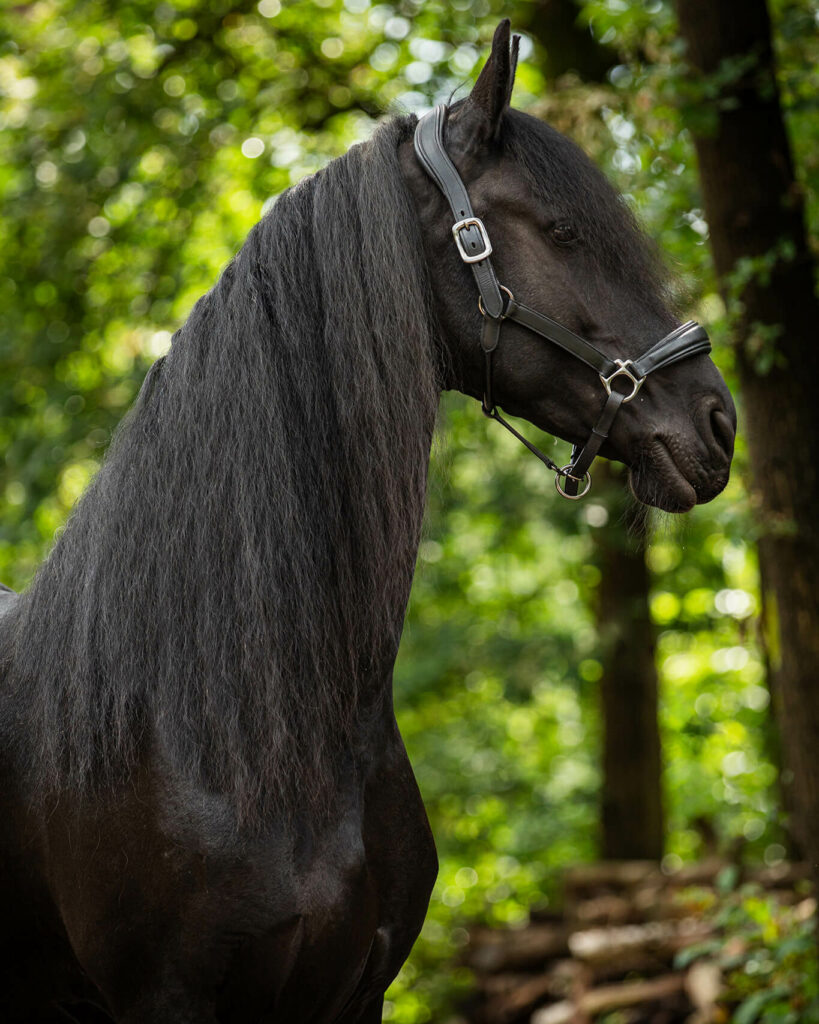 hippisch-in-beeld-no-name-friesians-fotografie